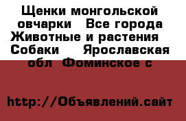 Щенки монгольской овчарки - Все города Животные и растения » Собаки   . Ярославская обл.,Фоминское с.